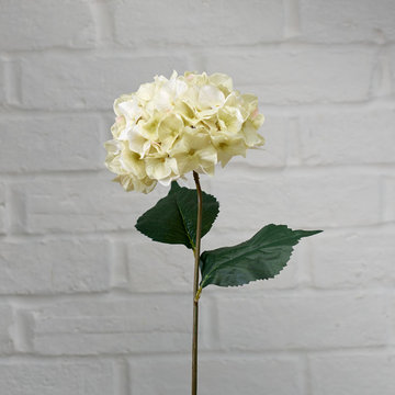 Hydrangea Tall Green