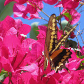 Paula L. Montgomery's photo
