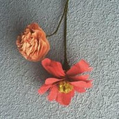 Foto von Moonisa Muhsin