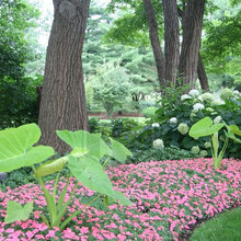 Annual Garden