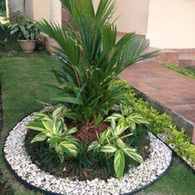 plante