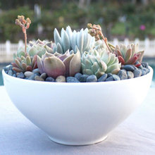 Centerpieces for Bat Mitzvah