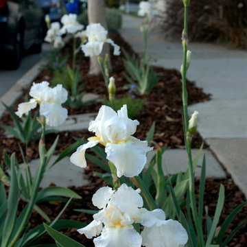 Apartment Building Landscape Design & Install