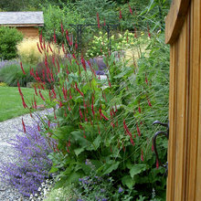 Wildflowers