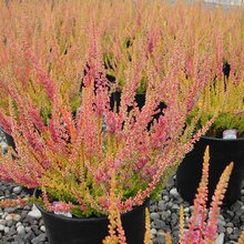 Plant Recommendations From Designer 07-2017