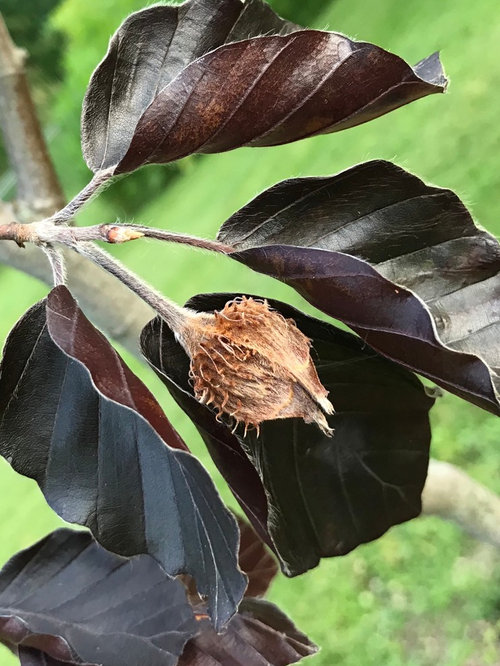 Beech nuts! I have beech nuts!