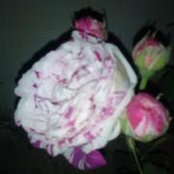 Evaggelia Mari's photo