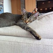 Dina Steiner's photo