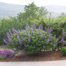 Clay Soil Plants