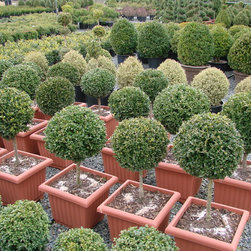 Frost Nursery - Frost Nursery 154.JPG - Plants