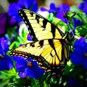 Pam Barr's photo