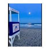 Lynn Reese's photo