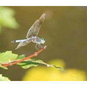 Lisa Smith's photo