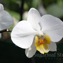 Orchids - Home Decor