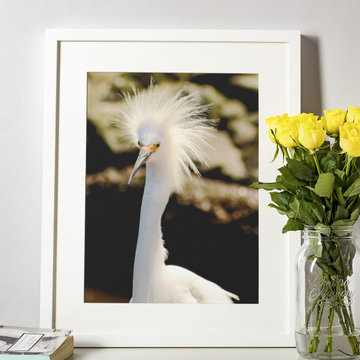Snowy Egret Animal Wildlife Photograph Wall Art Print