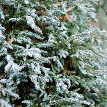 Chamaecyparis pisifera 'Curly Tops'