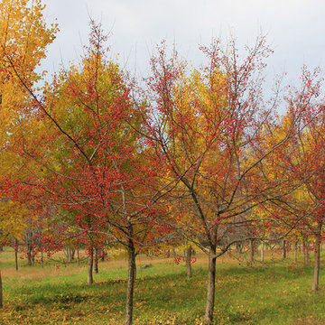 Fall Color Fun
