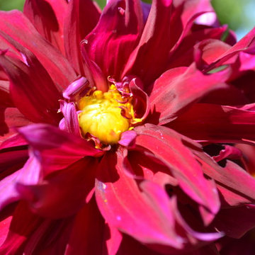 Floral-dahlia