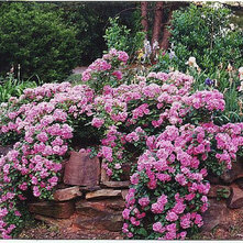 What roses would elegantly cascade over a low wall?