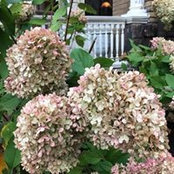 Shelley Seckel's photo