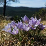 Kathy Gustafson's photo