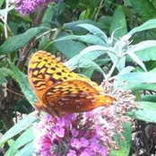 Melissa Loughman's photo