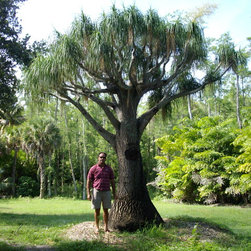 Ponytail Palm - Plants