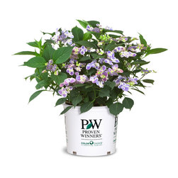 Edgy&reg; Orbits Bigleaf Hydrangea - Plants