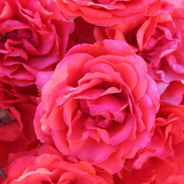 Nature on Walls / Rose Flowers