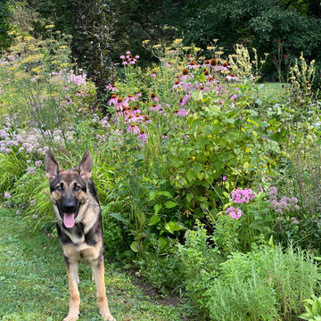 Mixed Planting Border