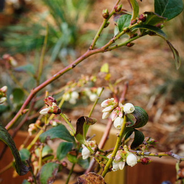 Blueberries!