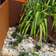 pandanus