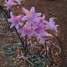 Front Yard 2016