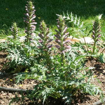 Landscaping at My Place