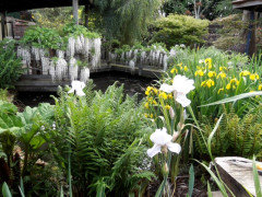 Wisteria -does the colour matter, is purple easier to grow than white?