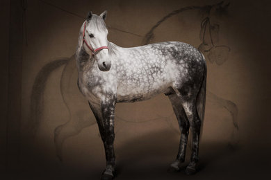 The Horse Whisperer - Andante