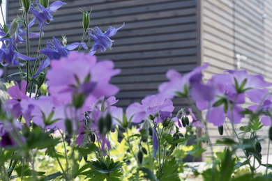 Halbschattiger Moderner Garten im Frühling, hinter dem Haus mit Blumenbeet in Sonstige