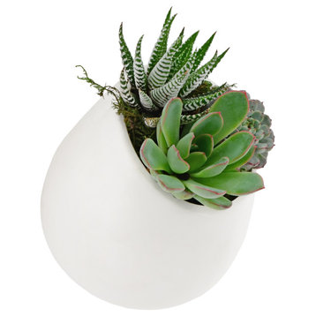 Arcadia Garden Products Large Round Wall Planter, Matte White