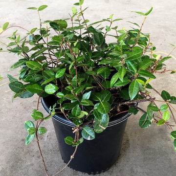 Asian Jasmine shady gardens