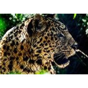 Muhammad Rabea's photo