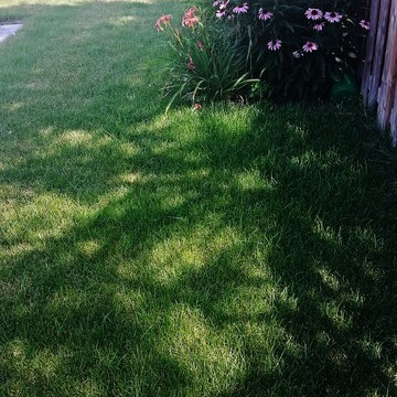 Backyard Enjoyment