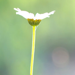 Photography - Artwork