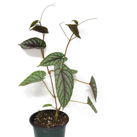 Cissus javana, discolor - Rex Begonia Vine