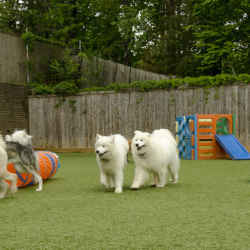 Affectionate Pet Care