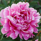 Prettiest Peony's photo
