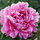 Prettiest Peony