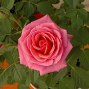 Daniela Scardia's photo