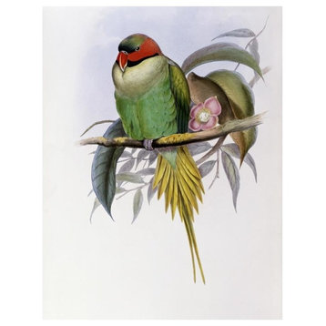 "Bonaparte's Parakeet" Digital Paper Print by John Gould, 14"x18"