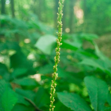 Aesculus parviflora