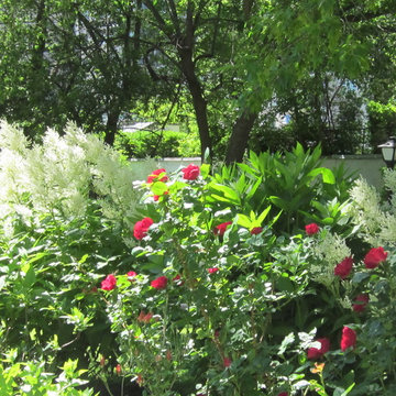 Red and White at mid-summer.
